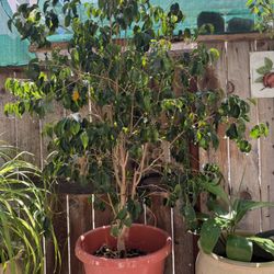 5’ Plant 