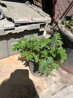 Mugwort plant pot