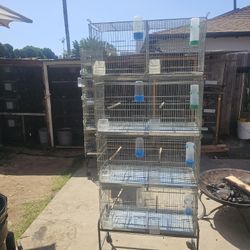 Birds Cage 