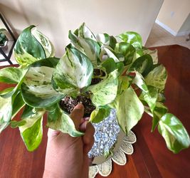 🤍🌿 Manjula Pothos 🌿💚