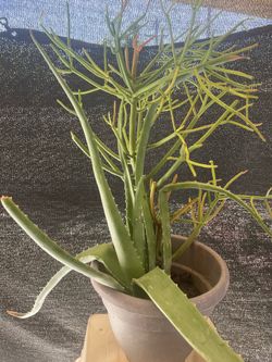 Plants