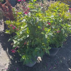 Drought Tolerant Flowering Bushes 