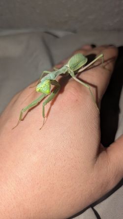 Praying Mantis