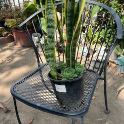 Snake Plants And Succulents 