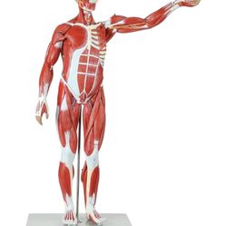 Used Dummy Human Body