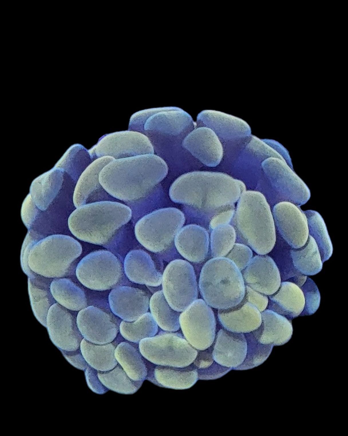 Fake Coral