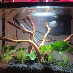 Fish Tank Build
