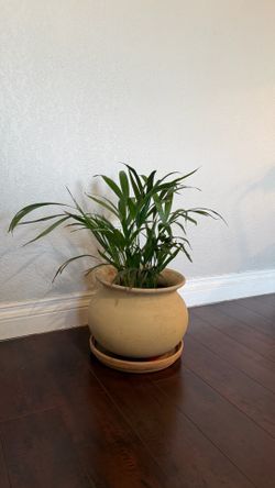 Small indoor palm plant