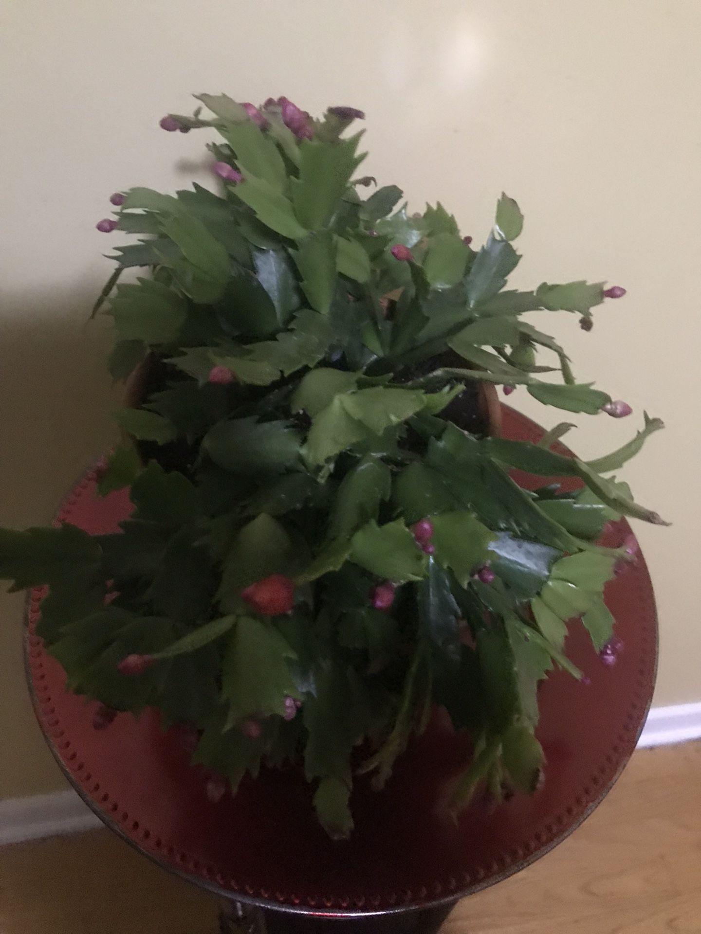 Christmas Cactus BOGO Free Plant