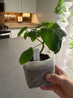 Cape Gooseberry plant