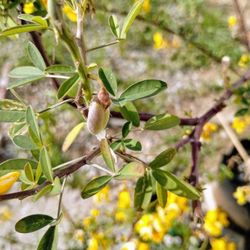 Chipilin Chipil Chepil Plant Fully Grown Planta Vegetal madura Floriando