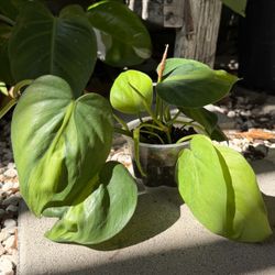 Philodendron Brasil + Lemon Lime in 3" pot rooted! Grows fast