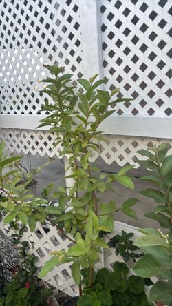 Guayaba blanco