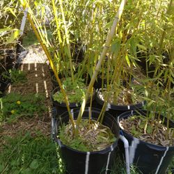 Bamboo Plant - Golden