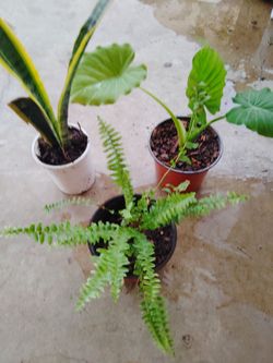 plantas $5 cada una