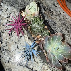Air plants/succulents