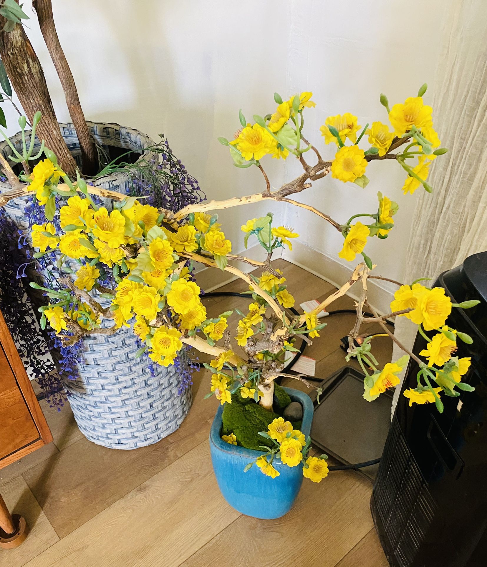 Good Luck Vietnamese plant