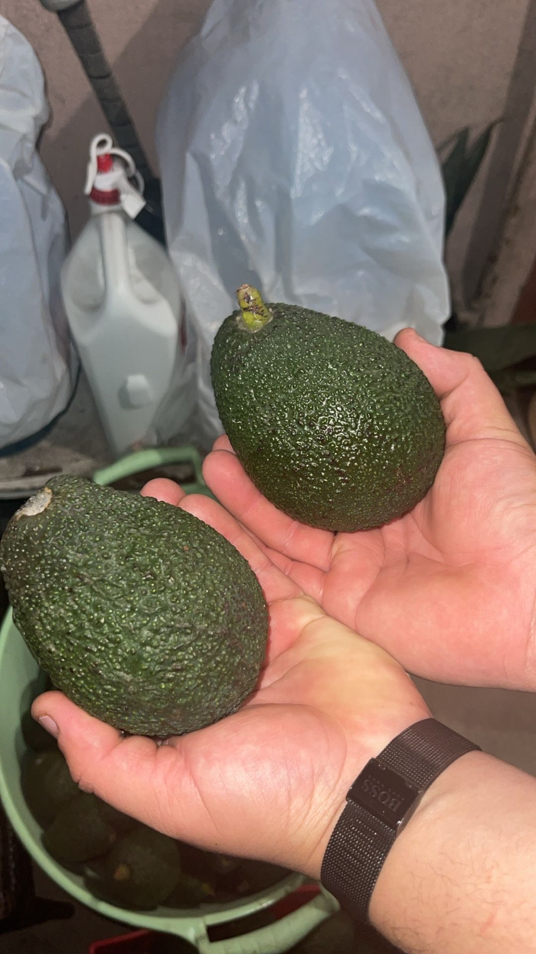 Avocados 3 For $5 