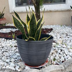 snake plant 