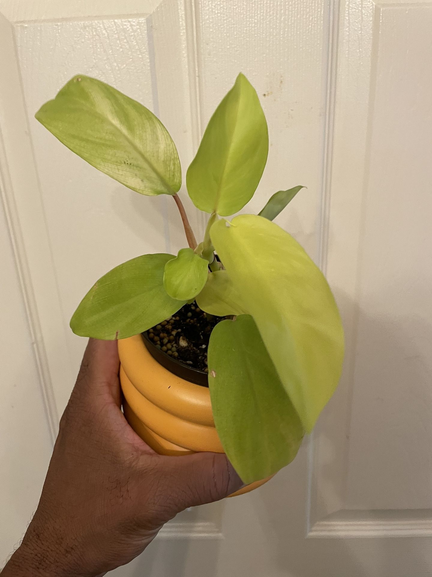 $5+ | Golden Goddess Philodendron