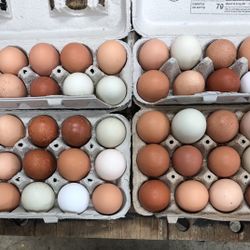 Fresh Eggs