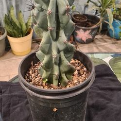 Cactus 🌵 