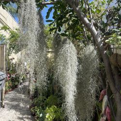 Spanish Moss Air Live Plant