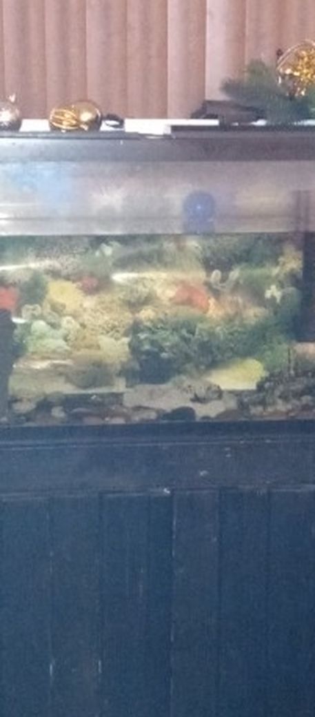 Black Fish Tank