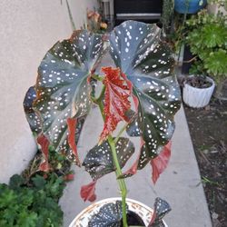 Begonia Craklin Rosie Plant $25