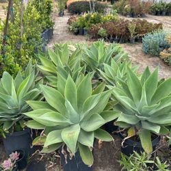 Agave Plants