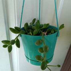 Planta Cadena De Sandia