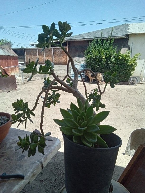 Jade And Echeveria Plant Together In Pot