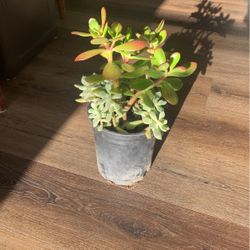 Succulent 