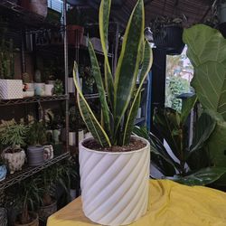 Snake Plant