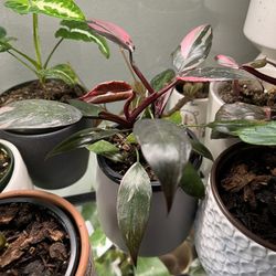 Philodendron Pink Princess 
