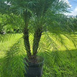 Spectacular Robollinis Palms About 6 Feet Tall!!! Excellent Price !!!