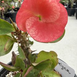 Corona De Cristo Emelina Es Una Flor Muy Grande