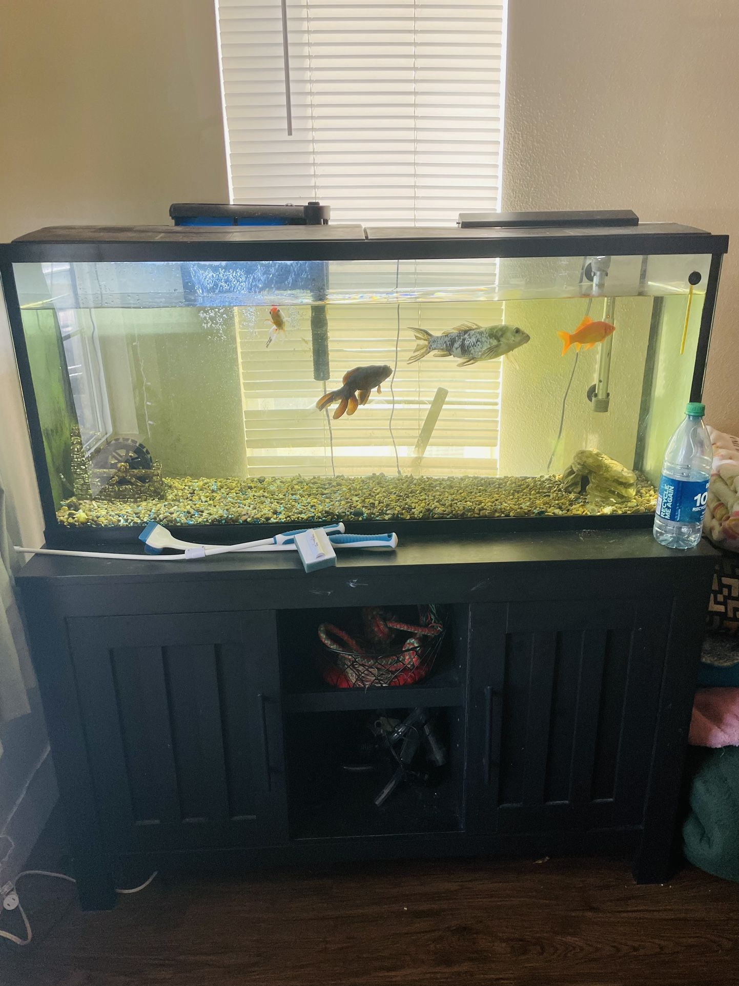 Fish tank + Stand 