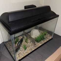 10 Gallon Fish Tank