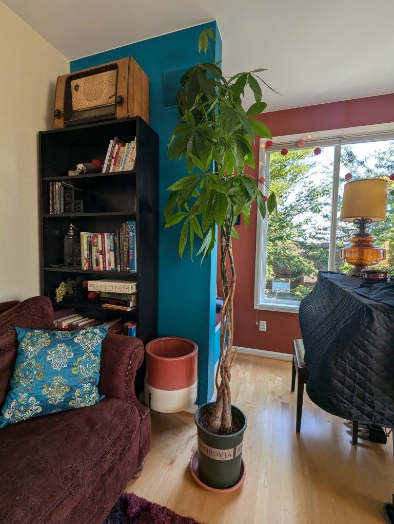 9 Ft Tall Money tree