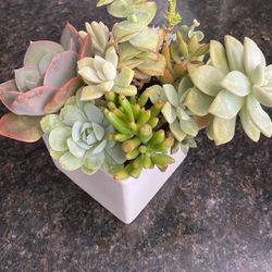 Succulent arrangement