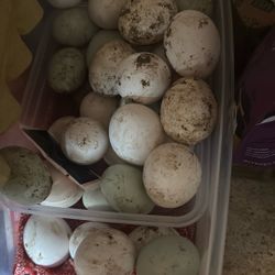 Free Eggs With Trade 