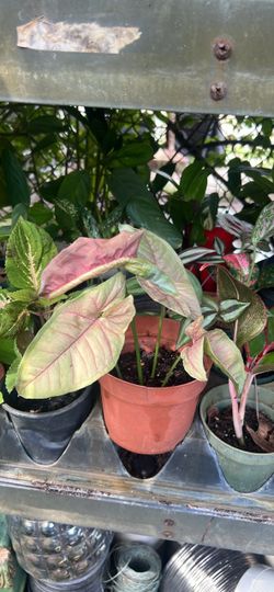Syngonium pink live plant