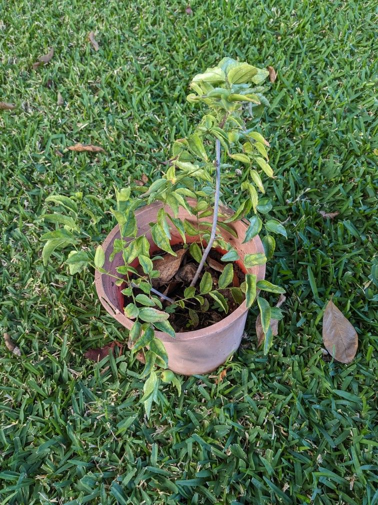 Jujubi Plant