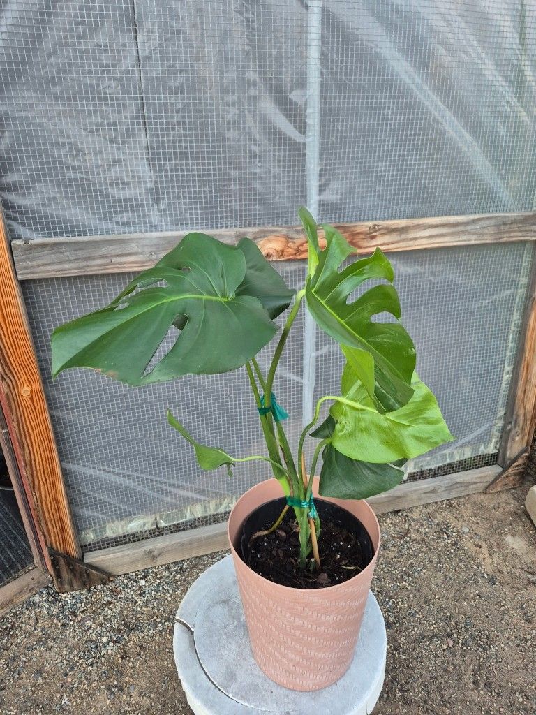 Monstera Deliciosa Plant 10" Nursery Pot