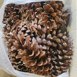 Natural Pinecone's 