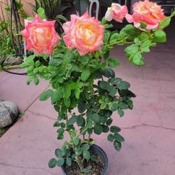 Beautiful Rose Plant Over 3ft Tall