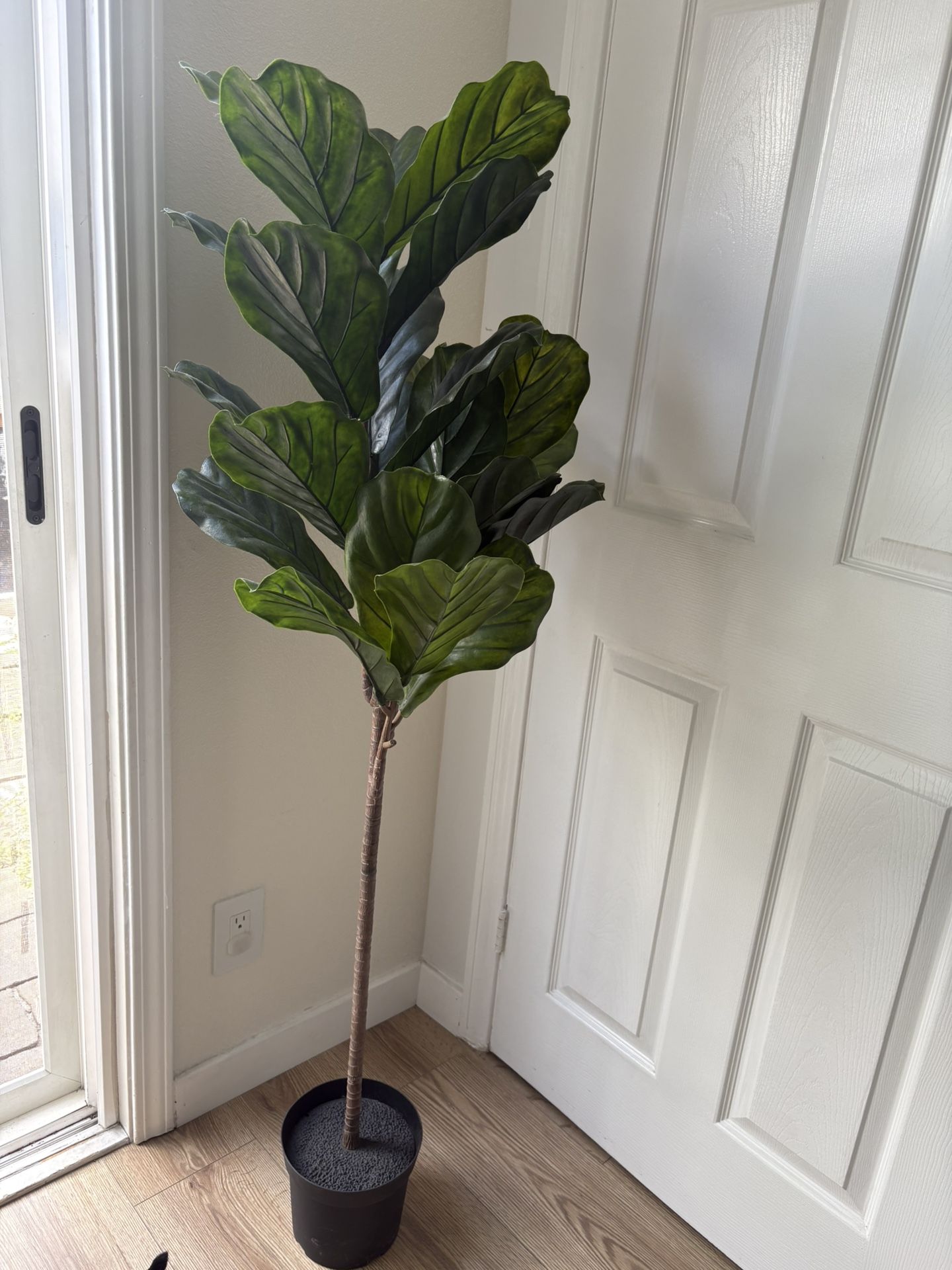 Fig