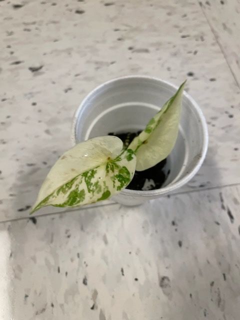 Small Variegated Alocasia Plants ( Pls Read Description Below)