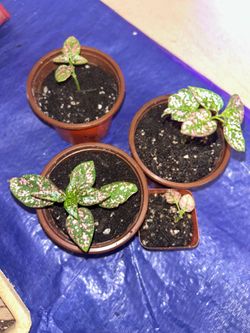 Polka dot plant